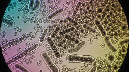Dynamic microscopic view of diverse microorganisms thriving in a liquid medium revealing intricate cellular structures and active biological processes under high magnification essential for scientifi.