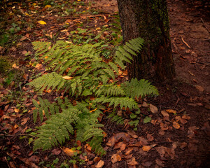 Morning hiking in Hocking Hills Ohio State Park