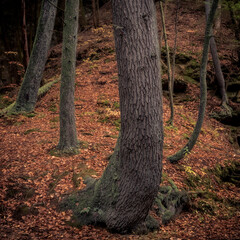 Morning hiking in Hocking Hills Ohio State Park