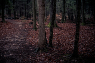 Morning hiking in Hocking Hills Ohio State Park