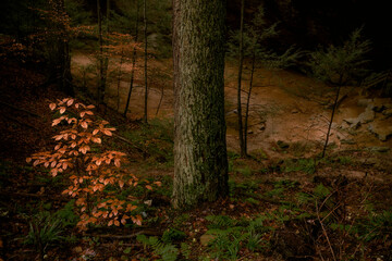Morning hiking in Hocking Hills Ohio State Park