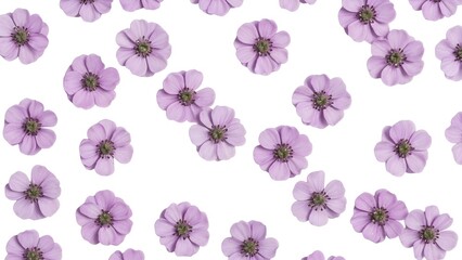 Purple wildflower blossoms pattern isolated on white background