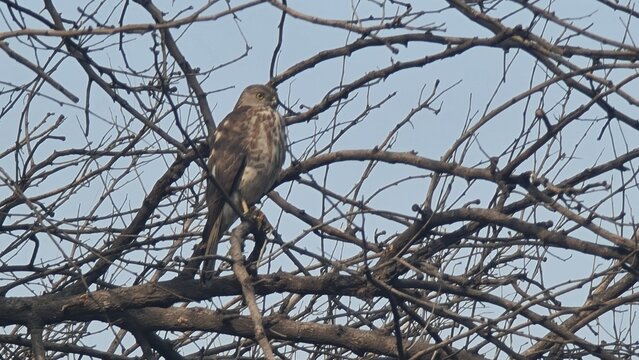 A wild Shikra bird or Indian Little Sparrowhawk perched intently on dry bare tree branches against a clear sky
