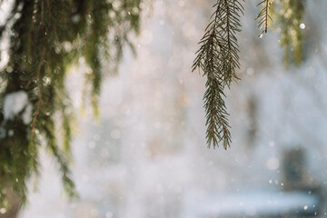 Winter fir branches with snowfall and soft bokeh background. High quality photo