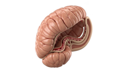 Human Brain Anatomy Section Showing Cerebrum and Cerebellum Detail png isolated transparent background
