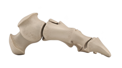 Human foot bones anatomy side view png transparent background isolated on black skeleton