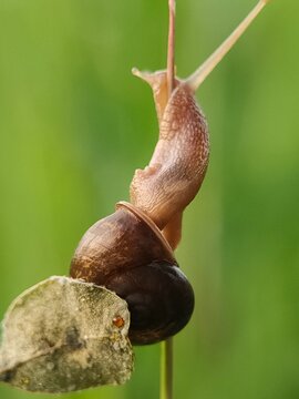 Snail climbing on a thin plant stem in a green environment.