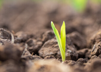Row of young corn sprouts. Corn cultivation. Close-up of a corn sprout in the field.