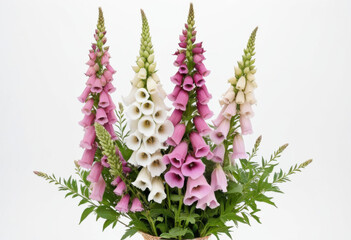 Foxglove bouquet on white background, bell-shaped flowers, tall spikes, classic arrangement
