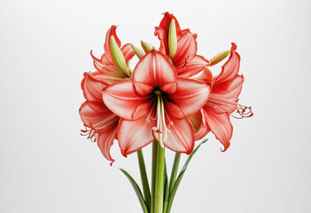 Amaryllis bouquet on white background, red amaryllis, winter flowers, classic arrangement, elegant composition