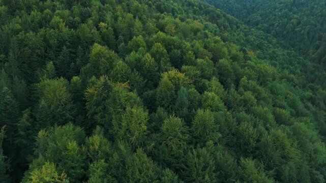 Aerial Truck Shot Revealing Deep Valley of Virgin Mixed Forest Fagus sylvatica Picea abies at Dusk