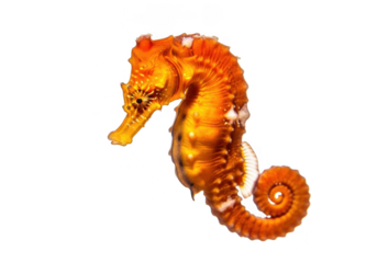 A vibrant orange seahorse with a coiled tail, captured in a studio shot