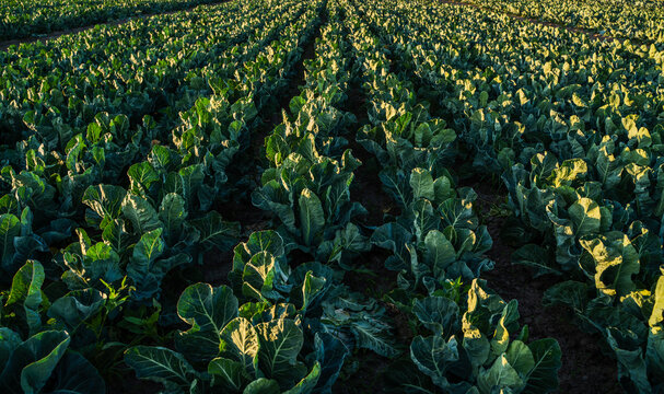 Broccoli plants growing in agricultural rows during golden hour, green vegetable crop in rural farmland, sustainable agriculture and healthy food production