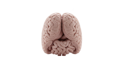 Human Brain Anatomy Top View Pinkish Hue Against Black Background medical science