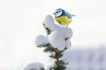 little bird perching on branch of snowy fir tree. Blue tit © Nitr