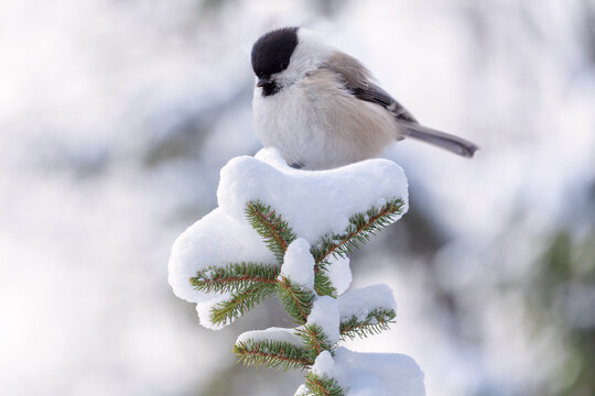 little bird perching on branch of snowy fir tree. Black capped chickadee