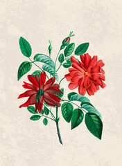 Handmade botanical flower illustration, natural plant art isolated on rustic beige background, decorative floral print.