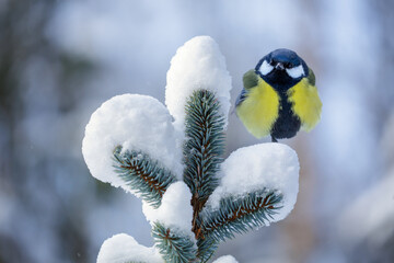 bird perching on branch of snowy fir tree. Great tit, Parus major © Nitr