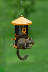 A happy squirrel on a bird feeder with a blurry, green background
