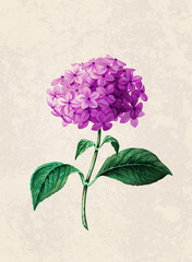 Handmade botanical flower illustration, natural plant art isolated on rustic beige background, decorative floral print.