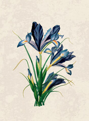 Handmade botanical flower illustration, natural plant art isolated on rustic beige background, decorative floral print.