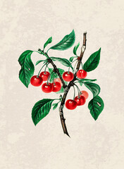 Handmade botanical fruit illustration, natural plant art isolated on rustic beige background, decorative print.