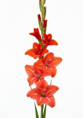 Stunning vertical shot of a vibrant red gladiolus spike featuring multiple blossoms, dramatically isolated against a clean, pure white backdrop ,Red ,white background ,blossom