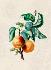 Handmade botanical fruit illustration, natural plant art isolated on rustic beige background, decorative print.