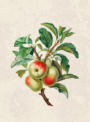 Handmade botanical fruit illustration, natural plant art isolated on rustic beige background, decorative print.