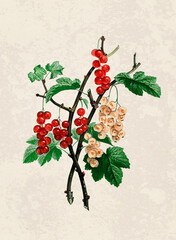 Handmade botanical fruit illustration, natural plant art isolated on rustic beige background, decorative print.