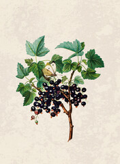 Handmade botanical fruit illustration, natural plant art isolated on rustic beige background, decorative print.