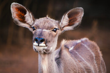 Curious Kudu