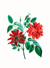 Handmade botanical flower illustration, natural plant art isolated on white watercolor paper background, decorative floral print.