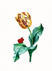 Handmade botanical flower illustration, natural plant art isolated on white watercolor paper background, decorative floral print.