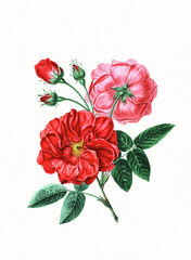 Handmade botanical flower illustration, natural plant art isolated on white watercolor paper background, decorative floral print.