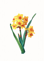 Handmade botanical flower illustration, natural plant art isolated on white watercolor paper background, decorative floral print.