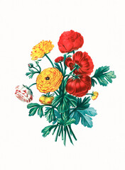 Handmade botanical flower illustration, natural plant art isolated on white watercolor paper background, decorative floral print.