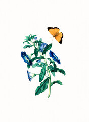 Handmade botanical flower illustration, natural plant art isolated on white watercolor paper background, decorative floral print.