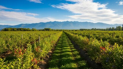 Obraz premium Scenic vista of cultivated fields and majestic mountains under a clear blue sky with soft clouds