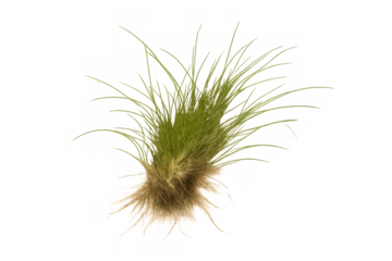 Green grass tuft with root system isolated, representing growth, agriculture, and natural ecosystems on transparent background