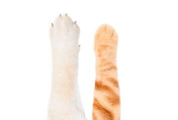 Paws of a Labrador retriever dog and a ginger Scottish Straight cat, closeup, isolated on white background