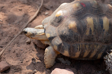 Obraz premium Radiated tortoise (Astrochelys radiata) walking on dry ground. Rare endangered reptile from Madagascar with beautiful star-patterned shell in natural habitat. Exotic animal wildlife photography.