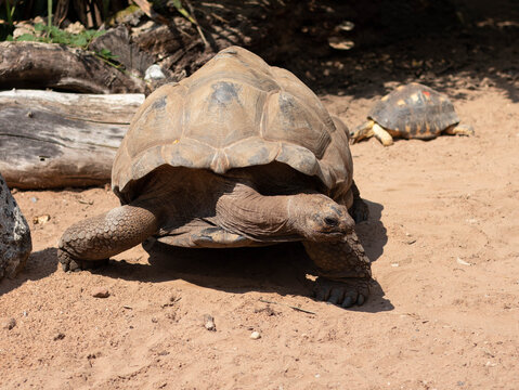 Giant Galapagos tortoise (Chelonoidis niger) walking on dry sun-scorched earth. Impressive prehistoric reptile in its natural arid environment. Symbol of longevity, evolution and ancient wildlife.