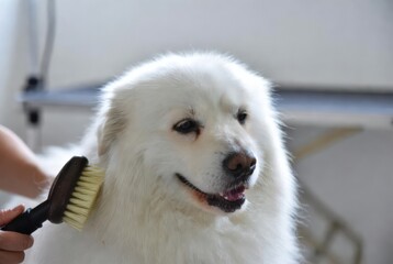White fluffy samoyed dog calmly getting brushed by groomer indoors, soft fur in foreground, professional pet care process in modern grooming salon with bright natural light. Concept of pet hygiene and