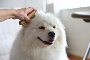 Close up of fluffy white samoyed dog being gently brushed by human hand indoors, relaxed smiling pet with clean fur in bright home interior. Concept of pet care and grooming