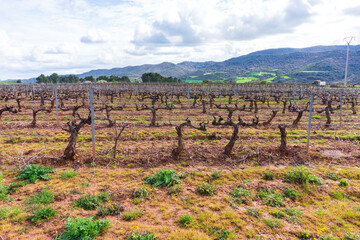 The Camino de Santiago passes through olive fields near Cirauqui, between Puente de la Reina and Estella in Spain	 
