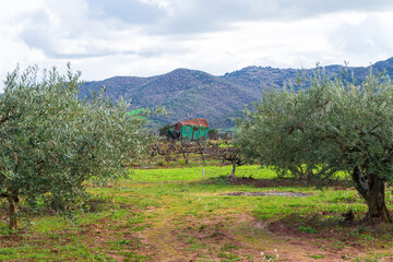 The Camino de Santiago passes through olive fields near Cirauqui, between Puente de la Reina and Estella in Spain	 