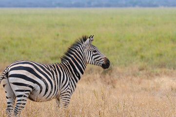 Naklejka premium Single zebra looking to right with blurred green grass in background., Serengeti National Park, Tanzania