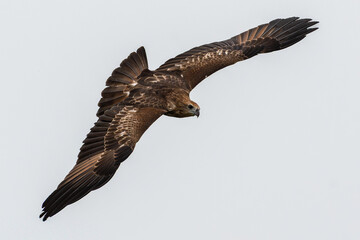 Fototapeta premium Hawk flying over the river for hunting fishes isolated on white sky background.Brahminy kite hawk flies and catches fish in the lake.Wildlife photography concept.
