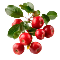 Graceful crane bird flying with wide open wings, realistic wildlife subject isolated on transparent background